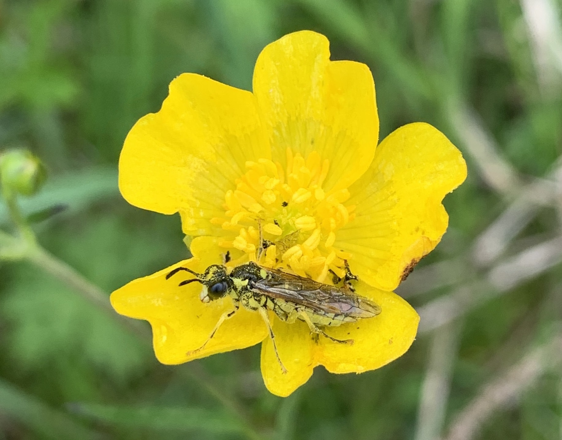 Buttercups' glow attracts insects (and people)! | PoMS