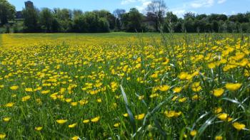 Grassland with abundant buttercup flowers