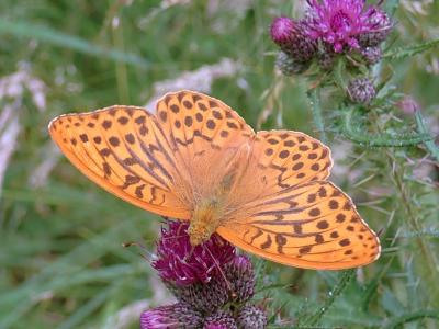 Silver-washed Fritillary butterfly feeding on a thistle flower