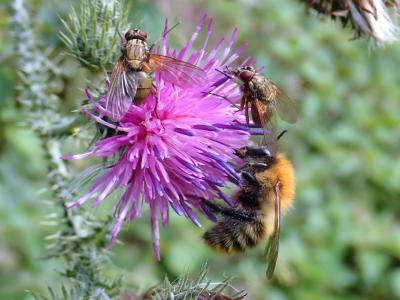 Bumblebee and two flies on a thistle flower