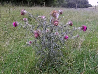 A Speat Thistle plant growing in a field