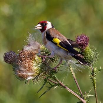 Goldfinch sitting on a thistle flowerhead