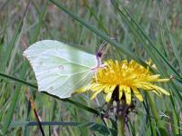 Brimstone butterfly feeding from dandelion flower - Martin Harvey