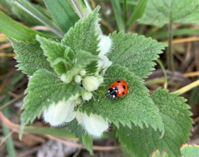 A Ladybird sits on a White Dead-nettle leaf.