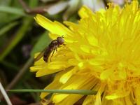 Hoverfly (Platycheirus albimanus) on dandelion flower - Martin Harvey