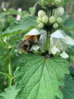 A Carder Bumblebee drinking from a White Dead Nettle flower