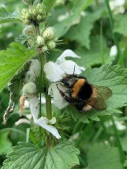 A Garden Bumblebee exploring some White Dead Nettle flowers