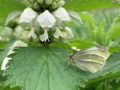 A Small White Butterfly on a White Dead Nettle