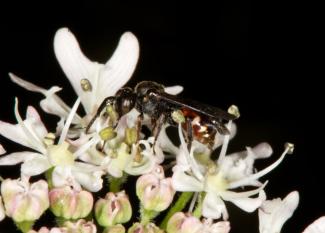Flat-ridged Nomad Bee (Nomada obtusifrons) - photo by Mike Edwards