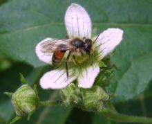 Solitary bee (Andrena florea) on White Bryony flower