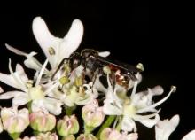 Flat-ridged Nomad Bee (Nomada obtusifrons) - photo by Mike Edwards