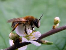 Grey-gastered Mining Bee, Andrena tibialis