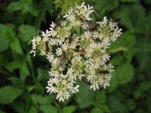 Hogweed flowers visited by hoverflies and other flies