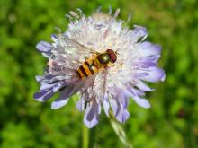 A hoverfly, Epistrophe grossulariae