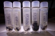 Insect samples stored for future reference