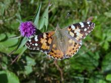 Painted Lady butterfly