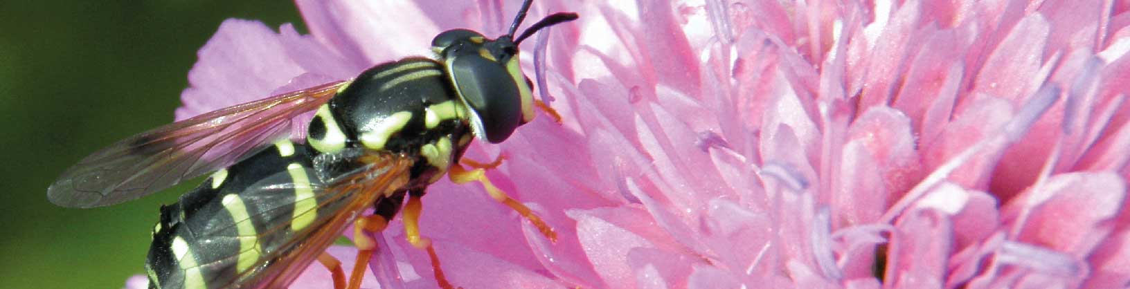 Help gather evidence on changes in insect populations